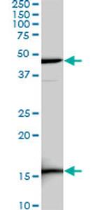 LEF1 Antibody in Western Blot (WB)