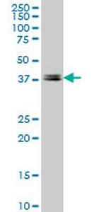 LEF1 Antibody in Western Blot (WB)