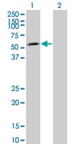 LEF1 Antibody in Western Blot (WB)