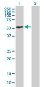 IER5 Antibody in Western Blot (WB)