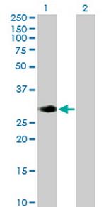 RASL12 Antibody in Western Blot (WB)