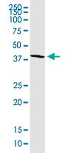 CD320 Antibody in Western Blot (WB)