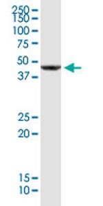 CD320 Antibody in Western Blot (WB)