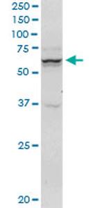 SNX9 Antibody in Western Blot (WB)