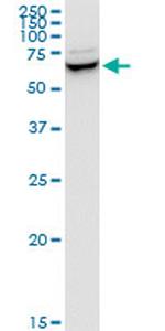 SNX9 Antibody in Western Blot (WB)