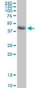 SIRT7 Antibody in Western Blot (WB)