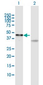 SIRT7 Antibody in Western Blot (WB)