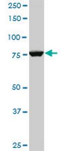 CPSF3 Antibody in Western Blot (WB)