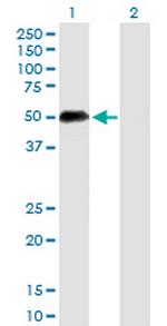 UIMC1 Antibody in Western Blot (WB)