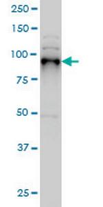 SIX4 Antibody in Western Blot (WB)