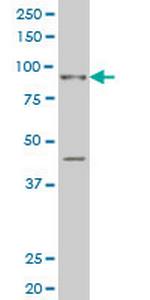 SIX4 Antibody in Western Blot (WB)