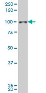 SIX4 Antibody in Western Blot (WB)