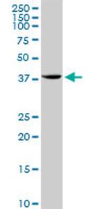 STX18 Antibody in Western Blot (WB)