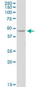 PELO Antibody in Western Blot (WB)