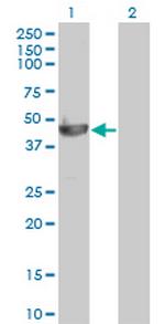 PELO Antibody in Western Blot (WB)