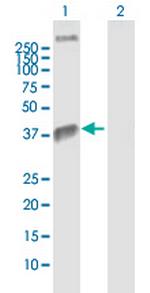 WNT4 Antibody in Western Blot (WB)