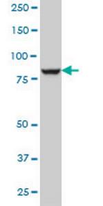 DNAJC10 Antibody in Western Blot (WB)