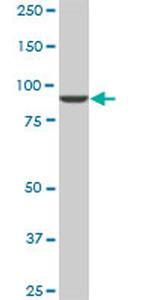 DNAJC10 Antibody in Western Blot (WB)