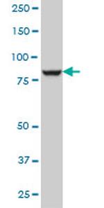 DNAJC10 Antibody in Western Blot (WB)