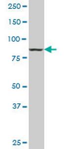 DNAJC10 Antibody in Western Blot (WB)