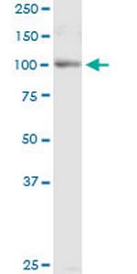 DGCR8 Antibody in Western Blot (WB)