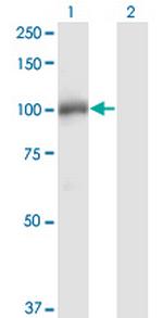 DGCR8 Antibody in Western Blot (WB)