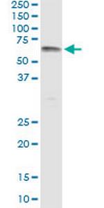 UGT1A9 Antibody in Immunoprecipitation (IP)