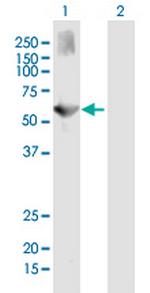 ALKBH5 Antibody in Western Blot (WB)