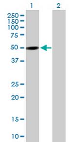 PXK Antibody in Western Blot (WB)