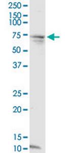 CCDC99 Antibody in Western Blot (WB)