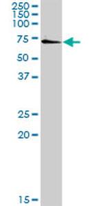 SSH3 Antibody in Western Blot (WB)