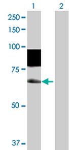 SSH3 Antibody in Western Blot (WB)