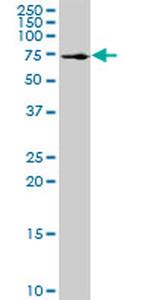 SSH3 Antibody in Western Blot (WB)