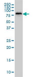 SSH3 Antibody in Western Blot (WB)