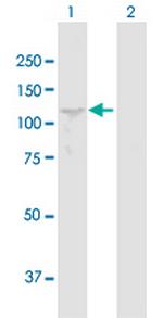 PIWIL2 Antibody in Western Blot (WB)