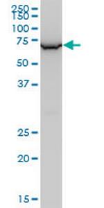 WDR79 Antibody in Western Blot (WB)