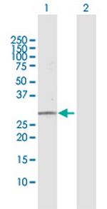 PNPO Antibody in Western Blot (WB)