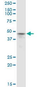 PRMT6 Antibody in Western Blot (WB)