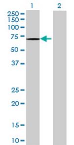 FLJ10826 Antibody in Western Blot (WB)