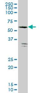 FLJ10986 Antibody in Western Blot (WB)