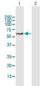 QRSL1 Antibody in Western Blot (WB)