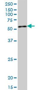 QRSL1 Antibody in Western Blot (WB)