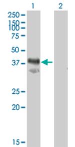 IMPACT Antibody in Western Blot (WB)