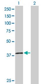 H2AFY2 Antibody in Western Blot (WB)