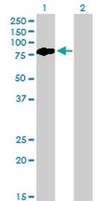 BMP2K Antibody in Western Blot (WB)