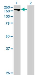 C20ORF23 Antibody in Western Blot (WB)