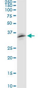 RNF126 Antibody in Western Blot (WB)