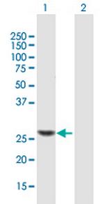 TRMU Antibody in Western Blot (WB)