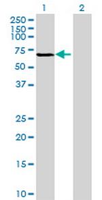 C20orf31 Antibody in Western Blot (WB)