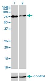 CHFR Antibody in Western Blot (WB)